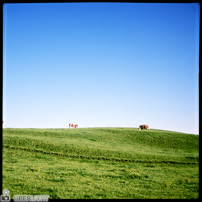 Kuhweide Südbayern Agfa Click II